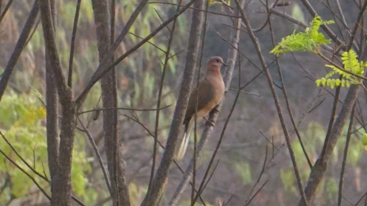 Laughing Dove - ML637316610