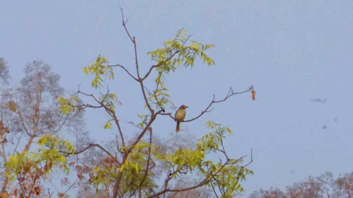 White-browed Bulbul - ML637316620