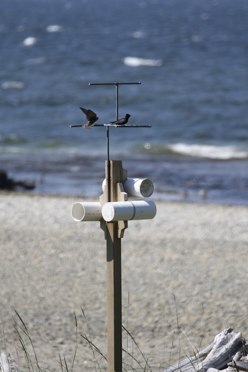 Purple Martin - ML637316638