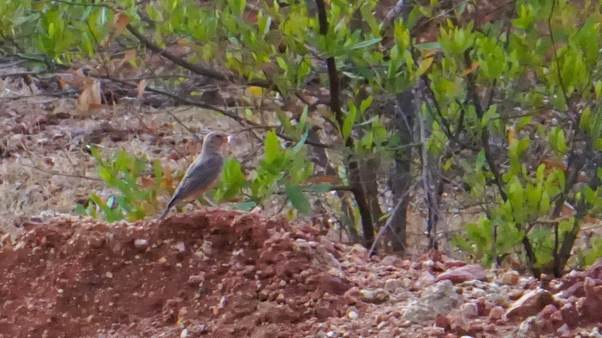 Rufous-tailed Lark - ML637316652