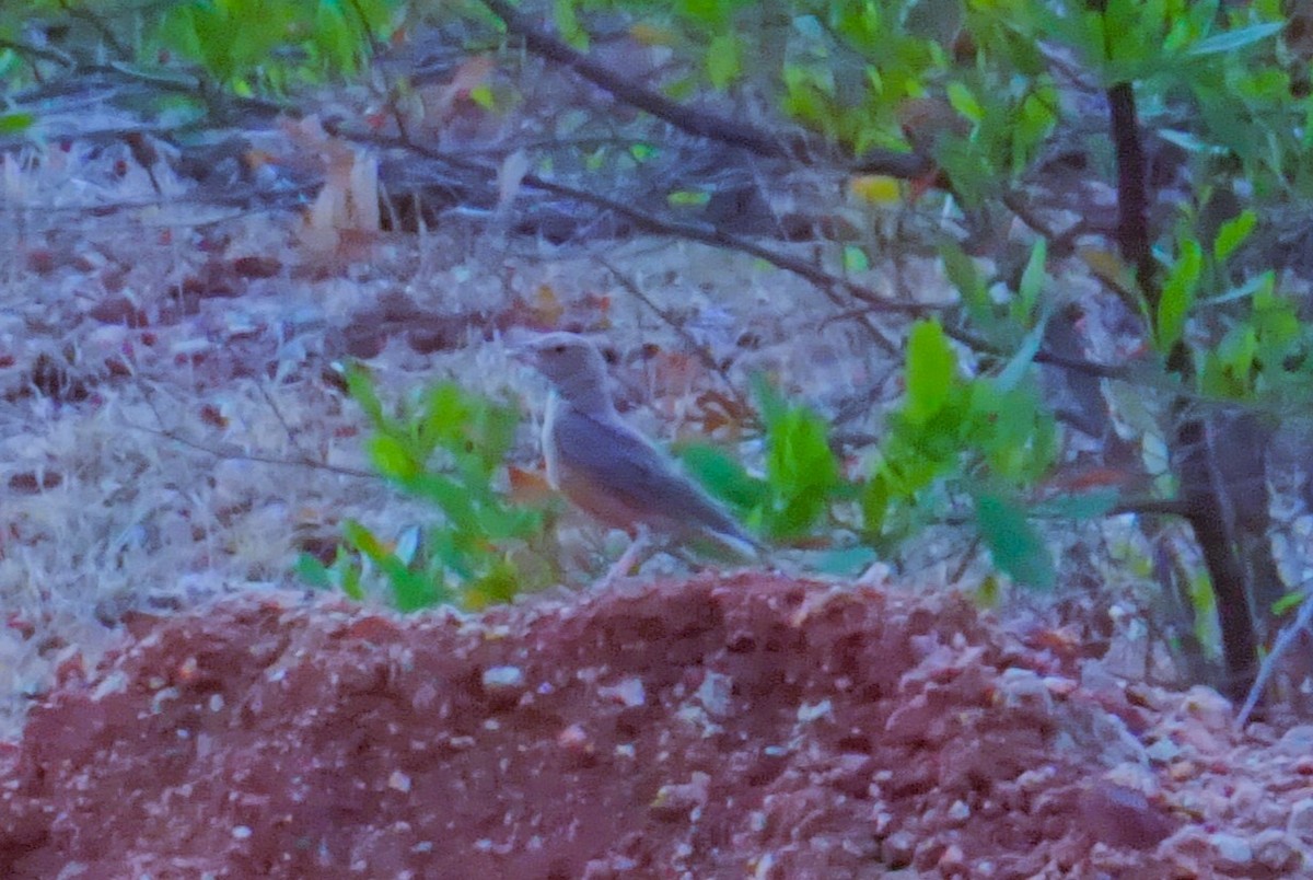 Rufous-tailed Lark - ML637316660