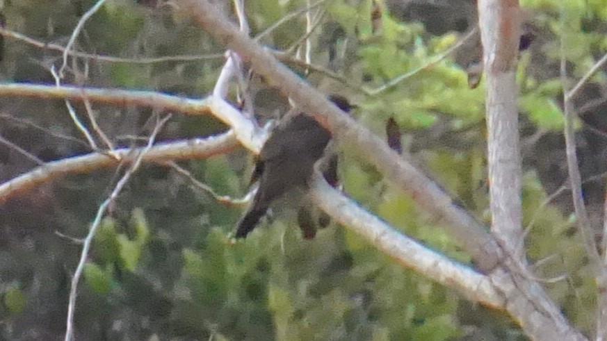 Pied Cuckoo - ML637316675