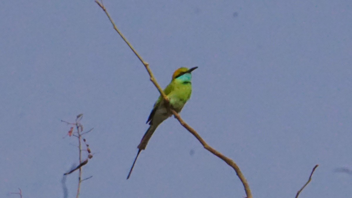 Asian Green Bee-eater - ML637316692