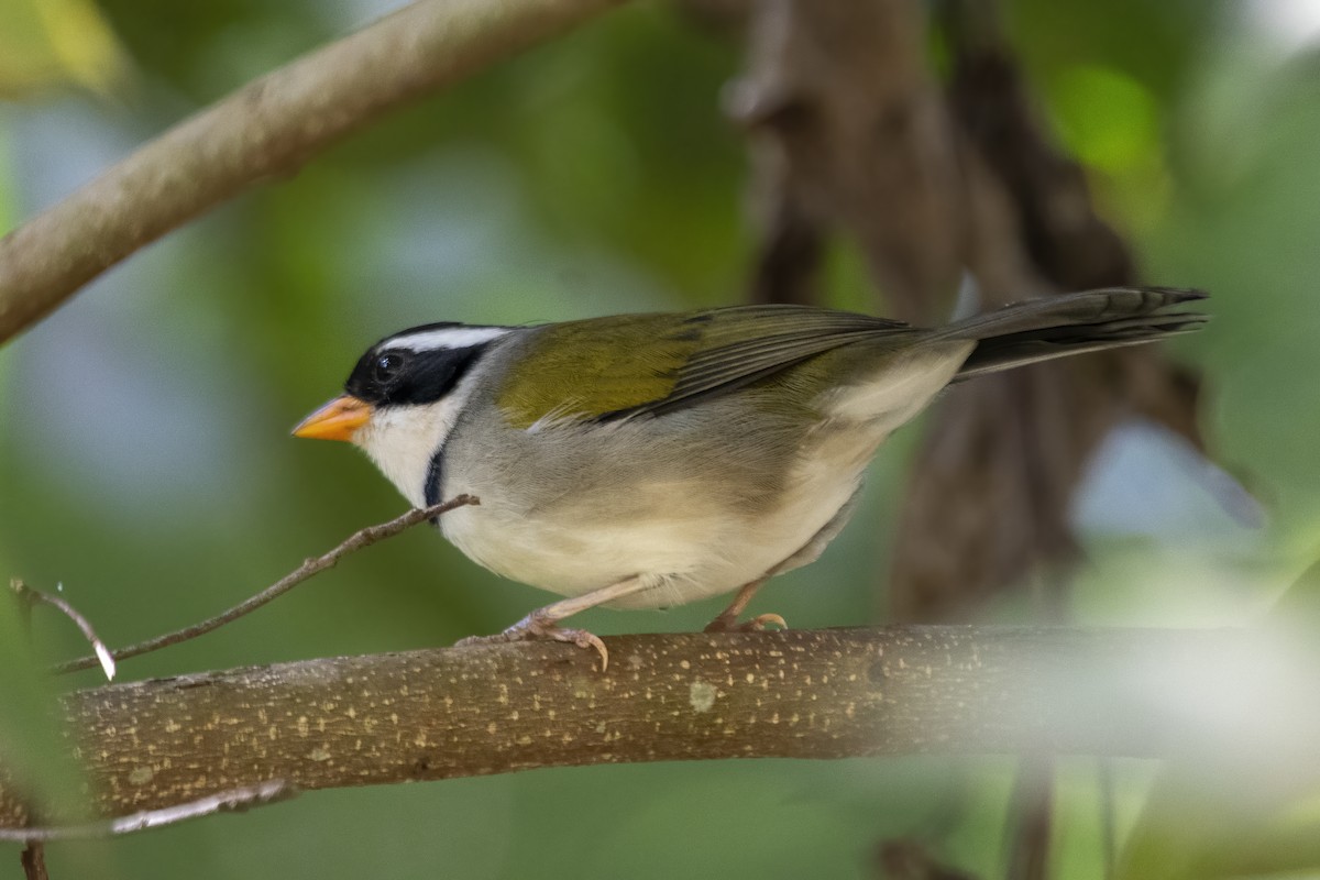 Saffron-billed Sparrow (Saffron-billed) - ML637316739