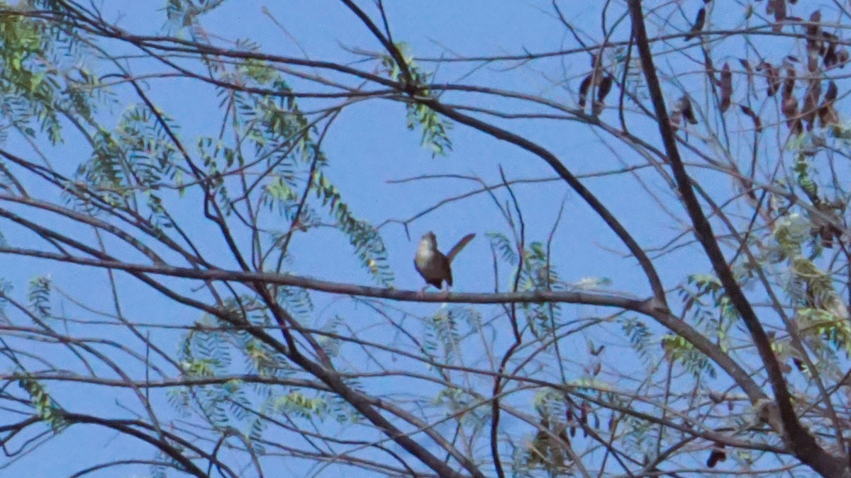 Common Tailorbird - ML637316754