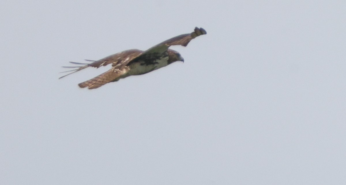 Buteo sp. - ML637316769