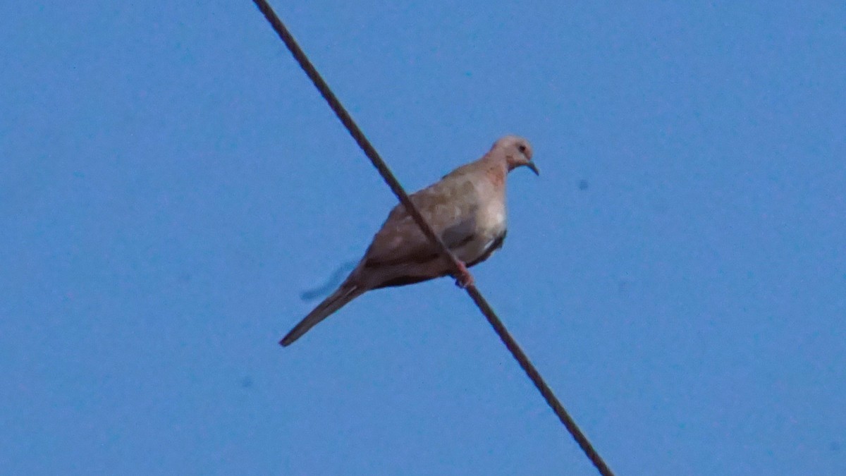 Laughing Dove - ML637316771