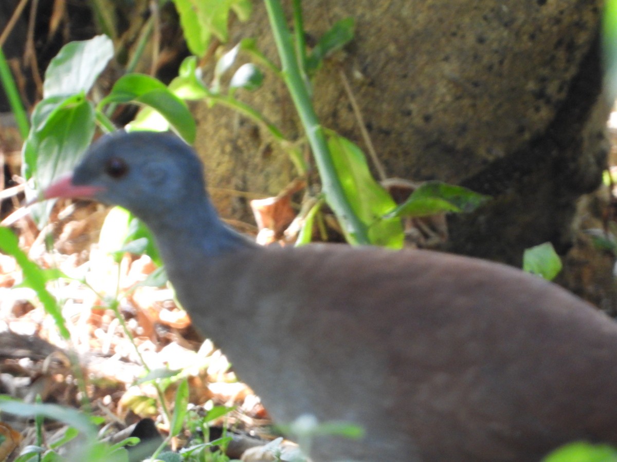 Tinamou à petit bec - ML637316779