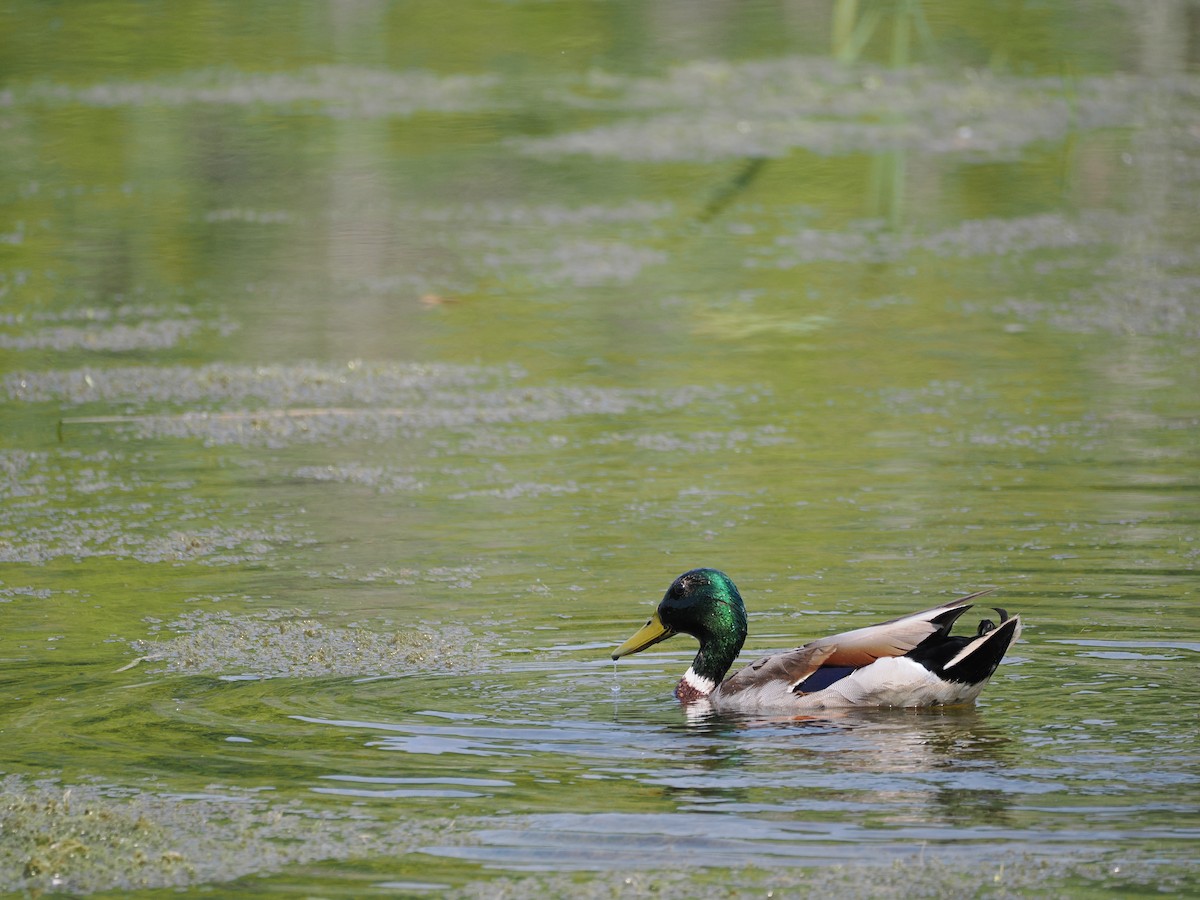 Mallard - ML637316780