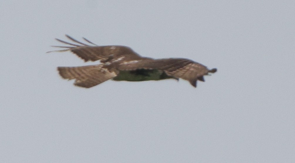 Buteo sp. - ML637316781