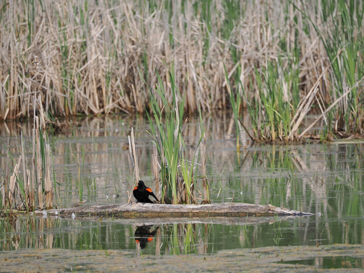 Red-winged Blackbird - ML637316786
