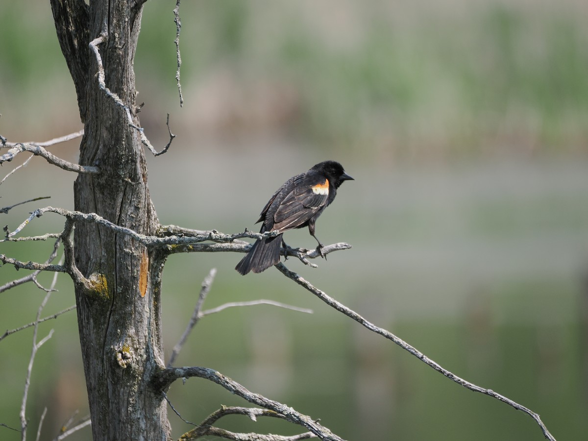 Red-winged Blackbird - ML637316793