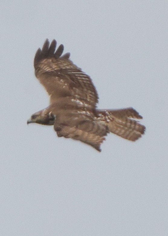 Buteo sp. - ML637316794