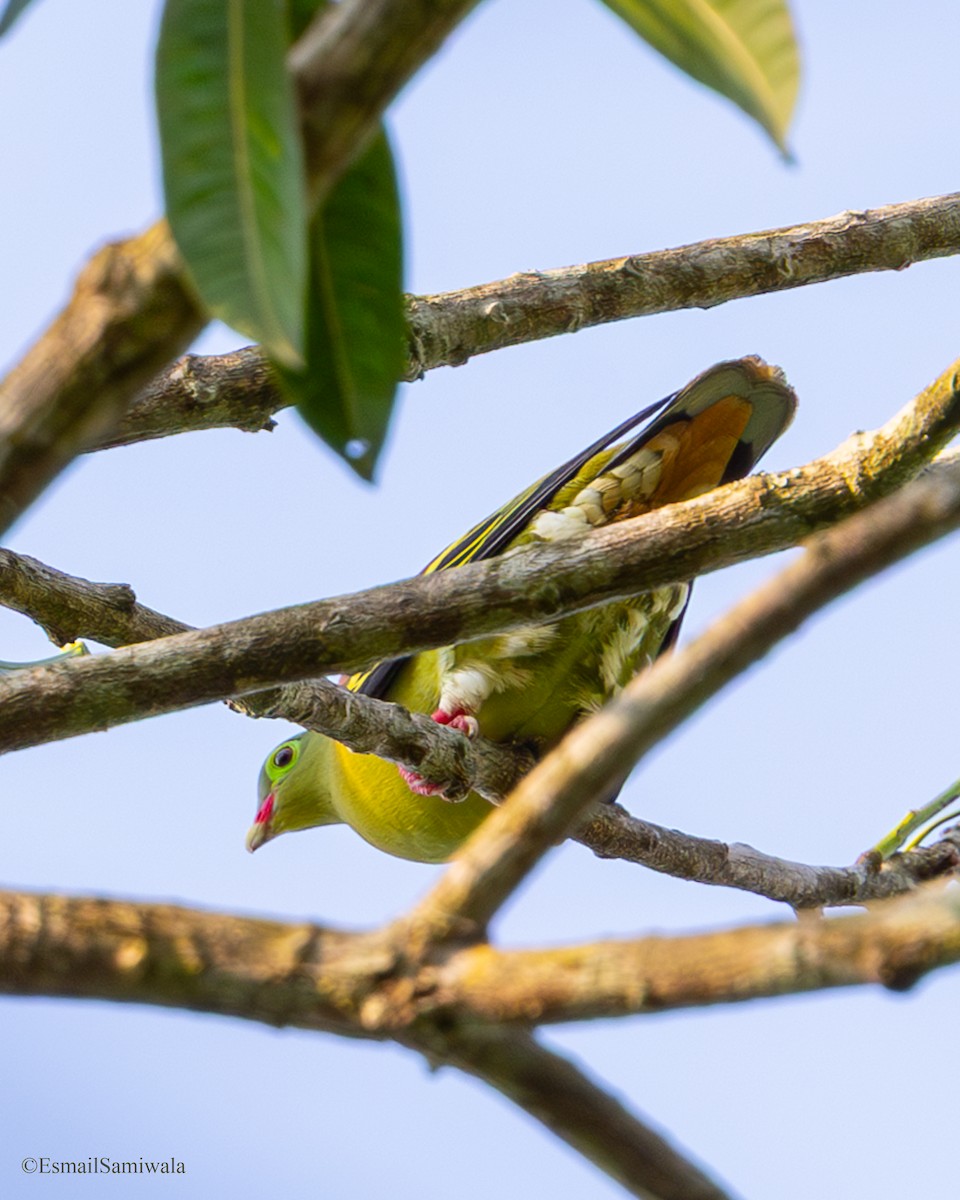 Thick-billed Green-Pigeon - ML637316799