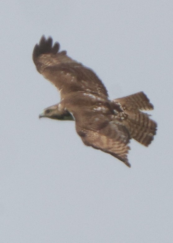 Buteo sp. - ML637316804