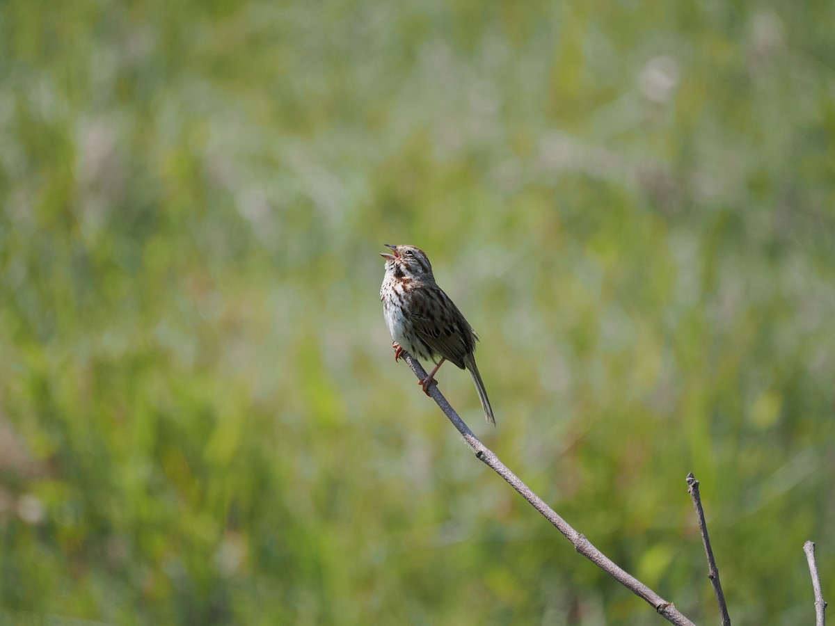Song Sparrow - ML637316809