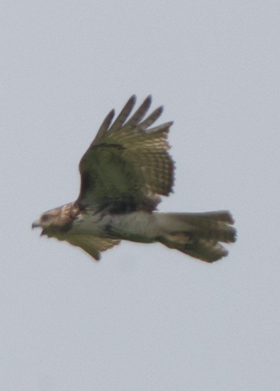 Buteo sp. - ML637316813