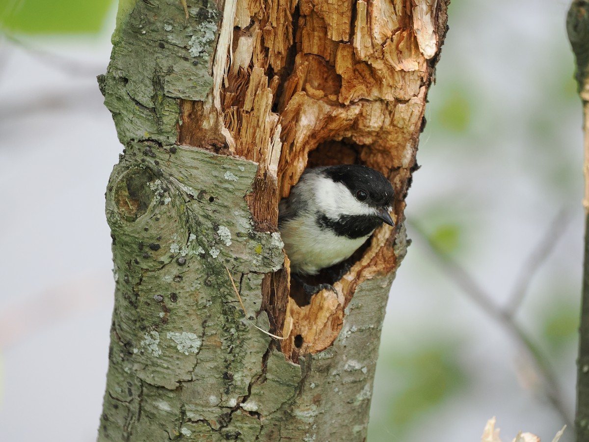 Black-capped Chickadee - ML637316828