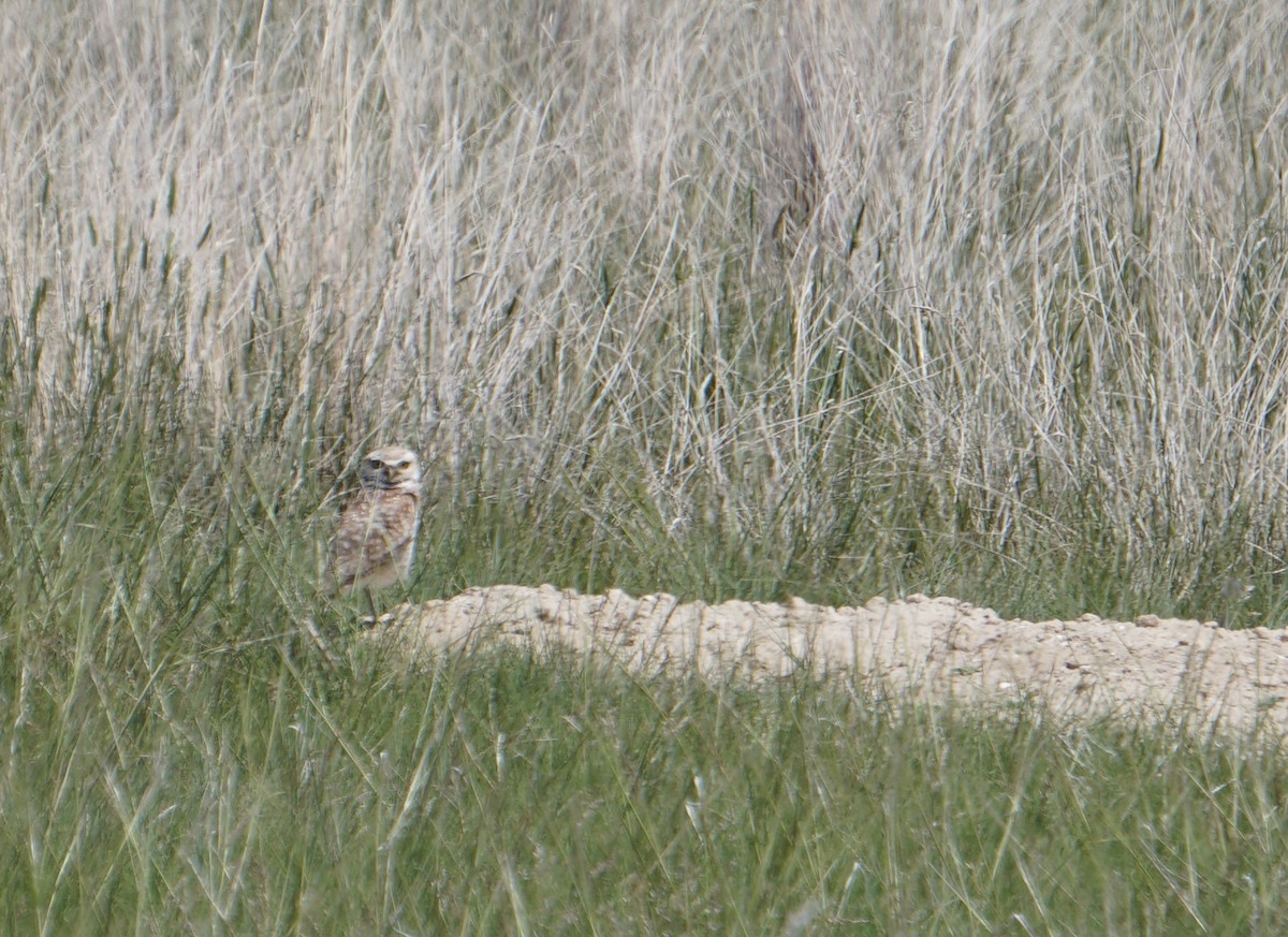 Burrowing Owl - ML637316829