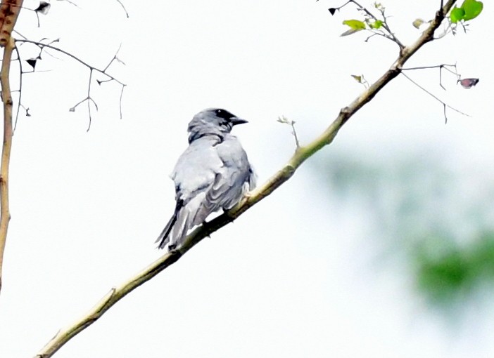 Oriental Cuckooshrike - ML637316830