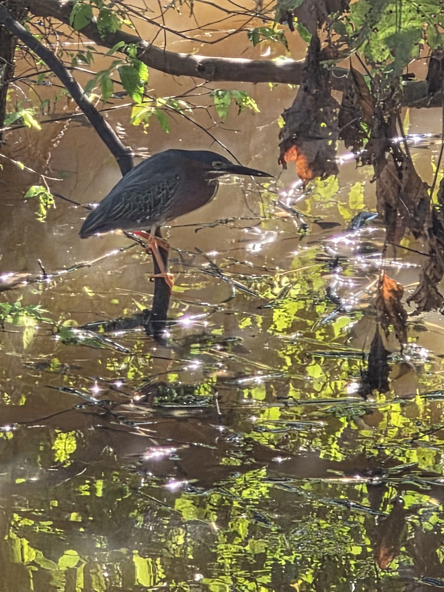 Green Heron - ML637316831