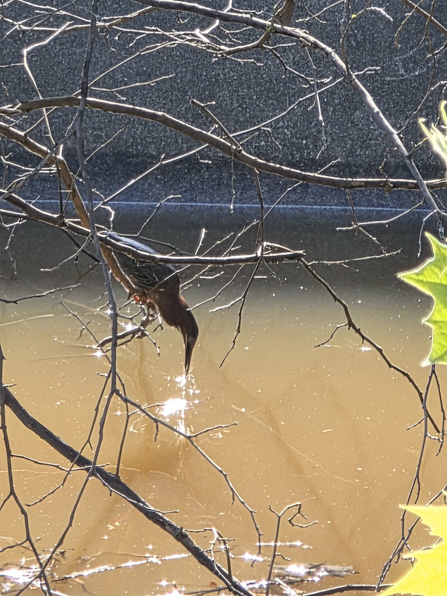 Green Heron - ML637316832