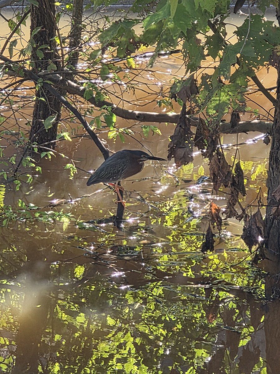 Green Heron - ML637316833