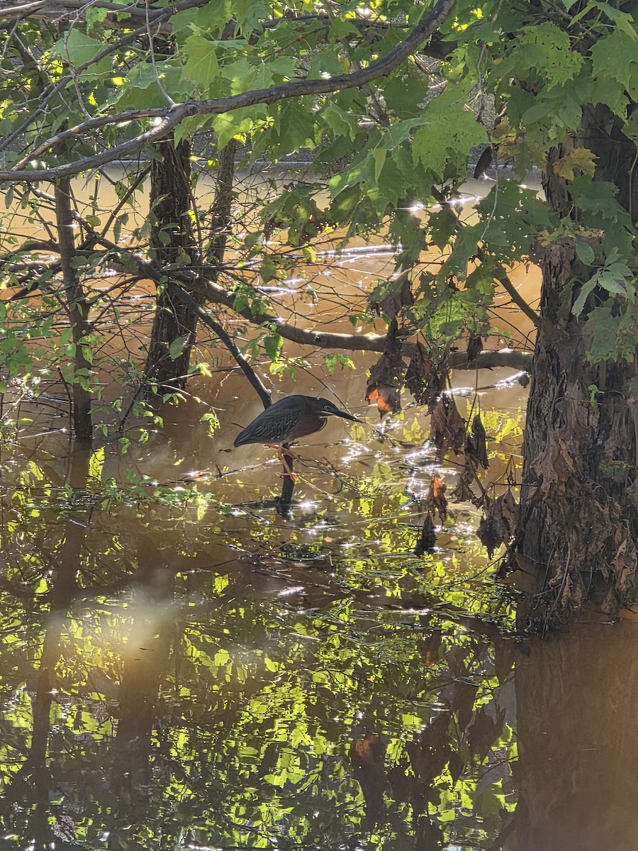 Green Heron - ML637316834