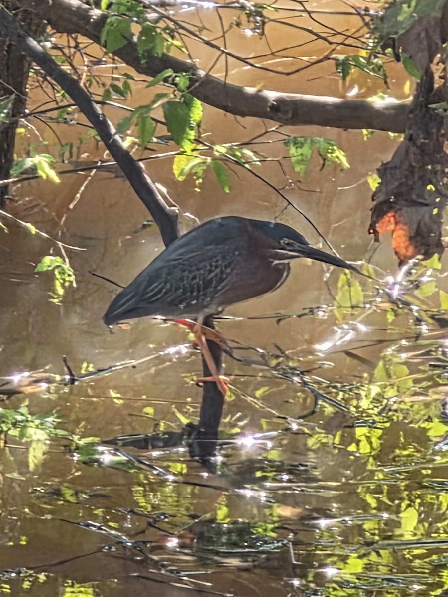 Green Heron - ML637316835