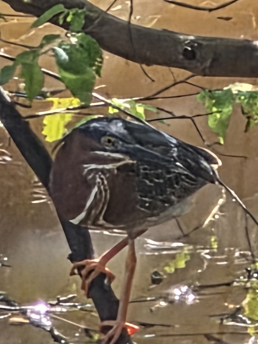 Green Heron - ML637316837
