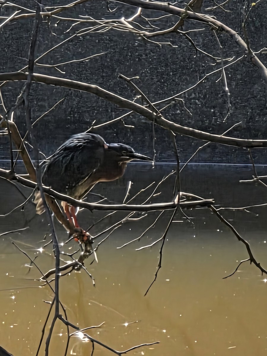 Green Heron - ML637316838