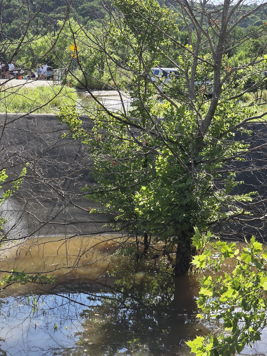 Green Heron - ML637316839