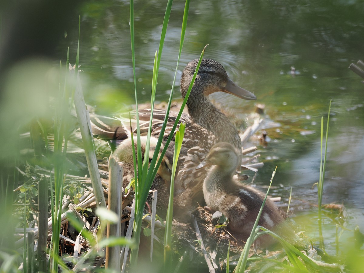 Mallard - ML637316849