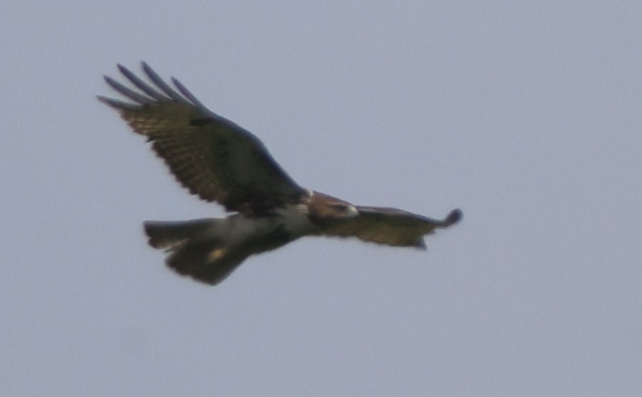 Buteo sp. - ML637316864