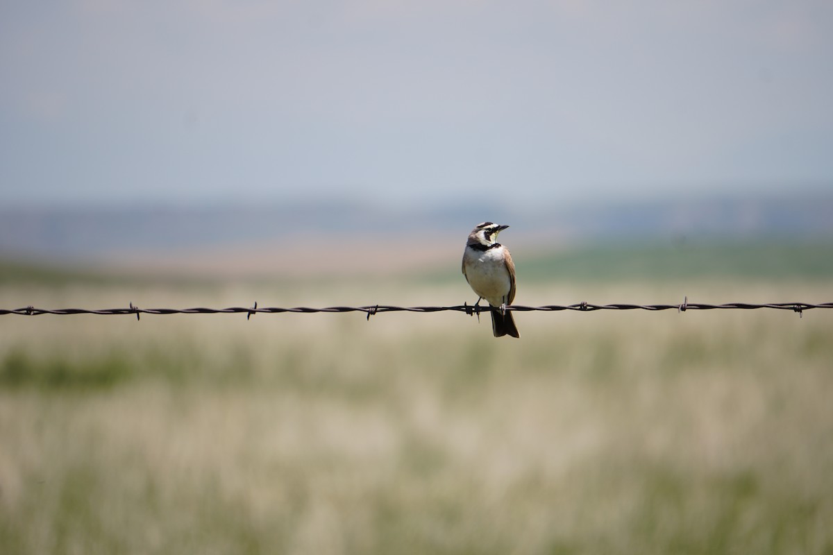 Horned Lark - ML637316867