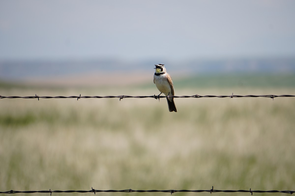 Horned Lark - ML637316868