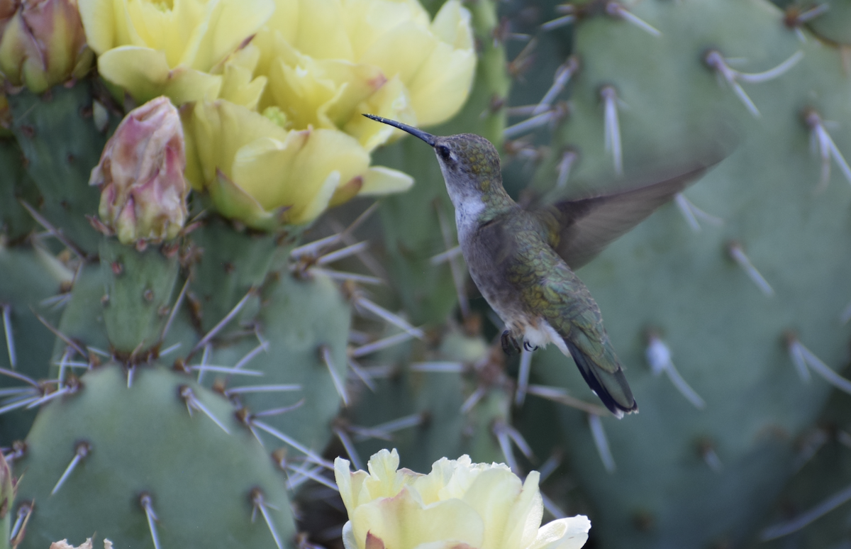 Black-chinned Hummingbird - ML637316869
