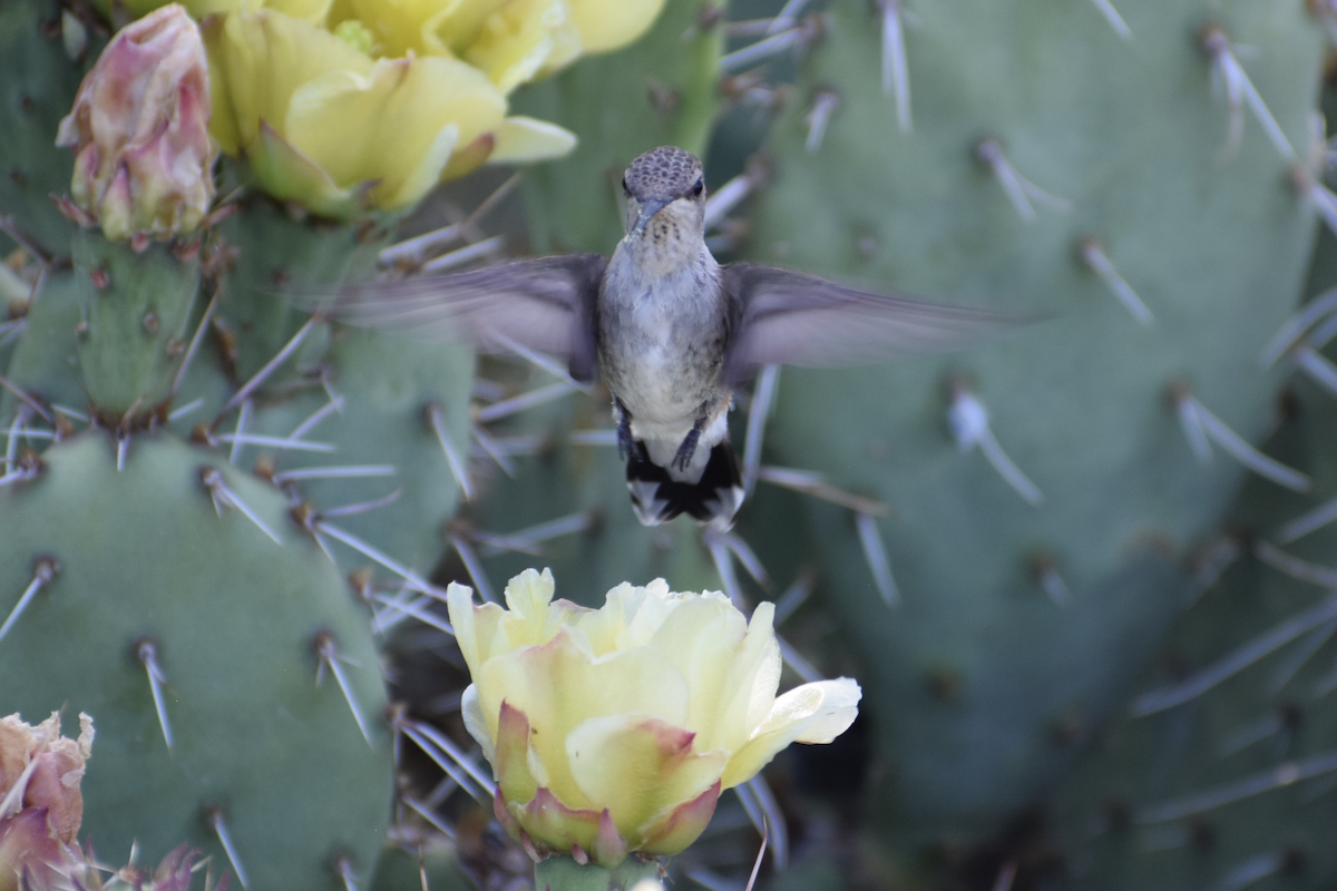 Black-chinned Hummingbird - ML637316870
