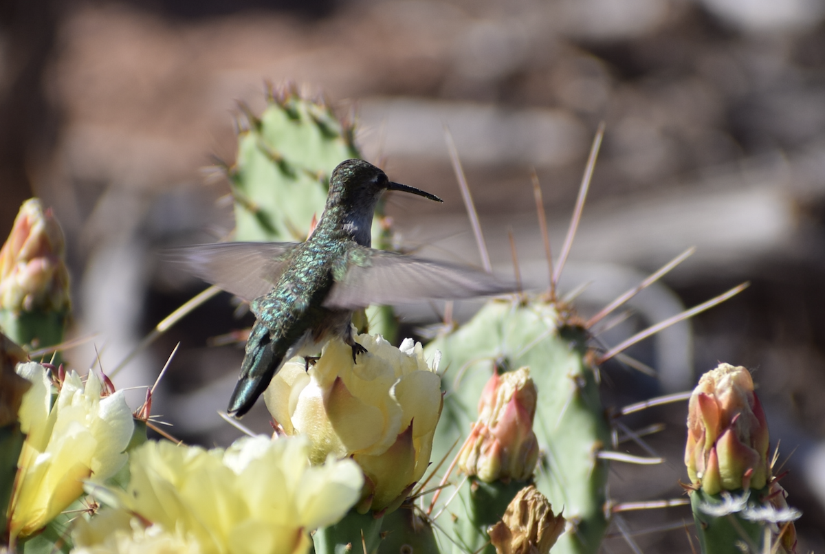 Black-chinned Hummingbird - ML637316871