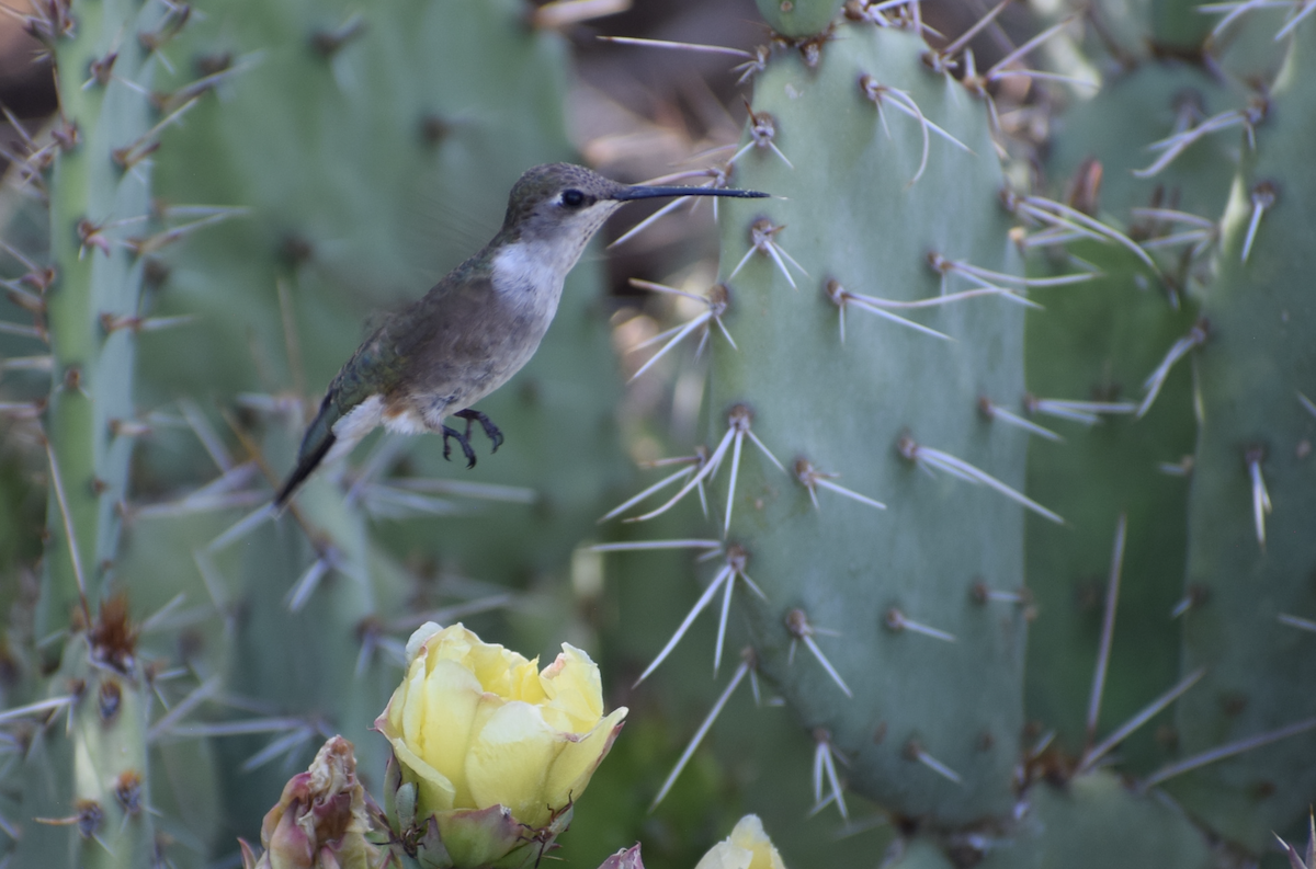 Black-chinned Hummingbird - ML637316872