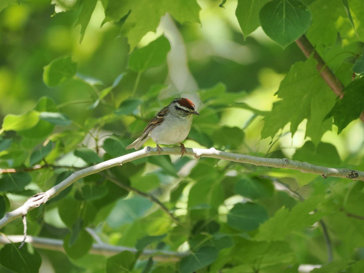 Chipping Sparrow - ML637316879