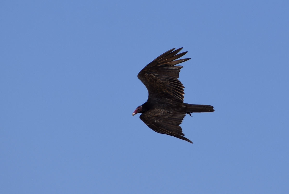 Turkey Vulture - ML637316881