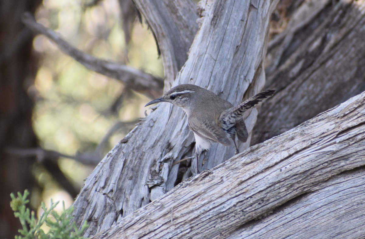 Bewick's Wren - ML637316885