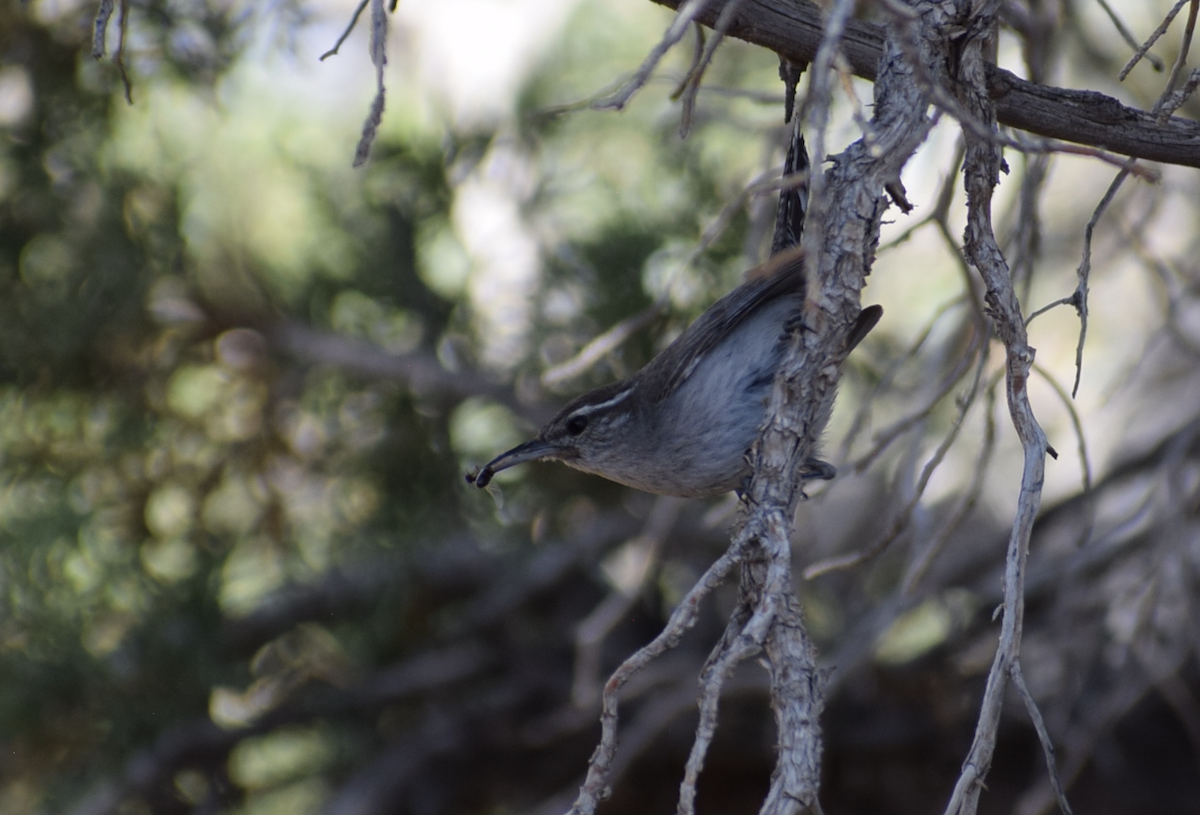 Bewick's Wren - ML637316886