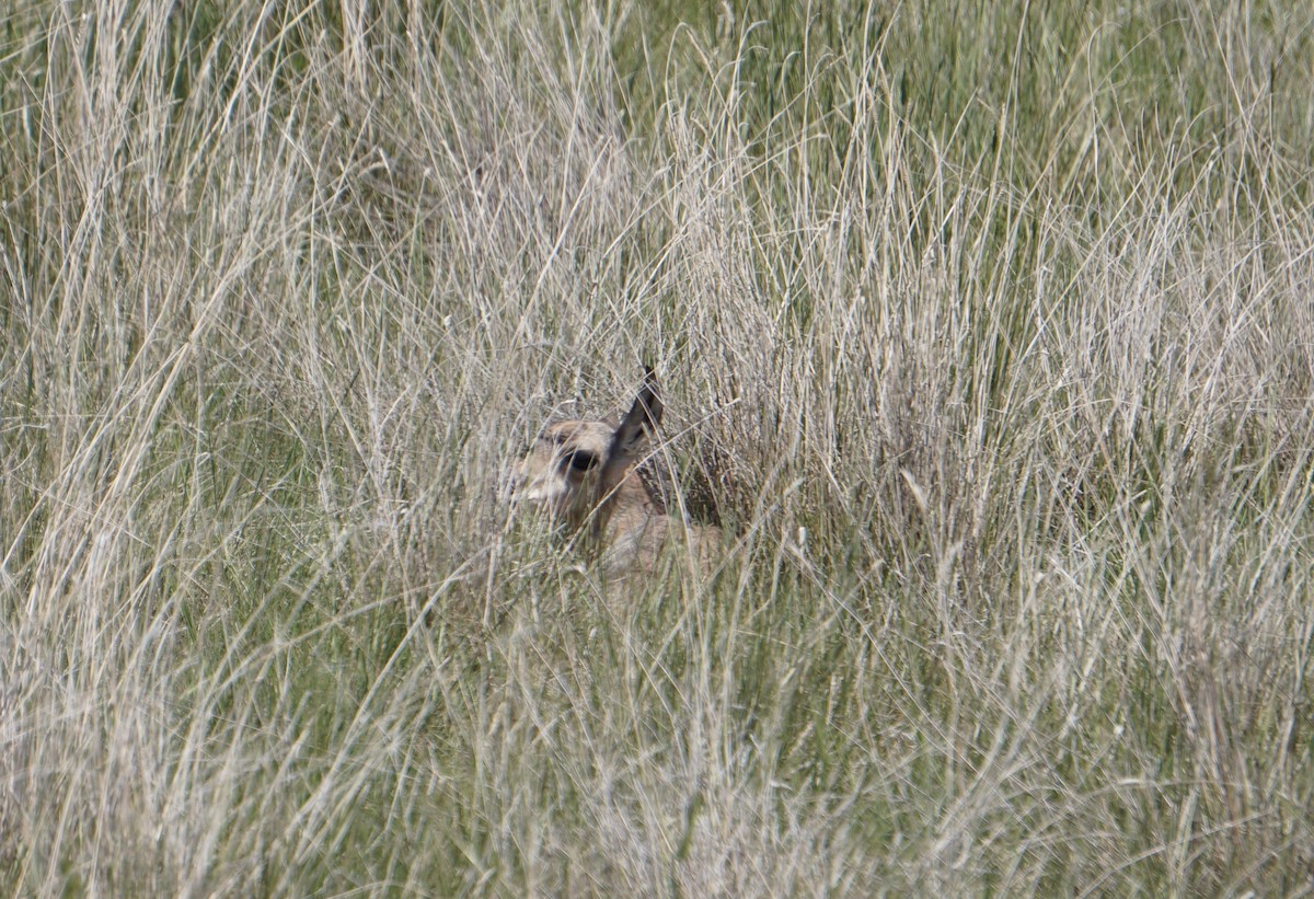 Deer - ML637316889