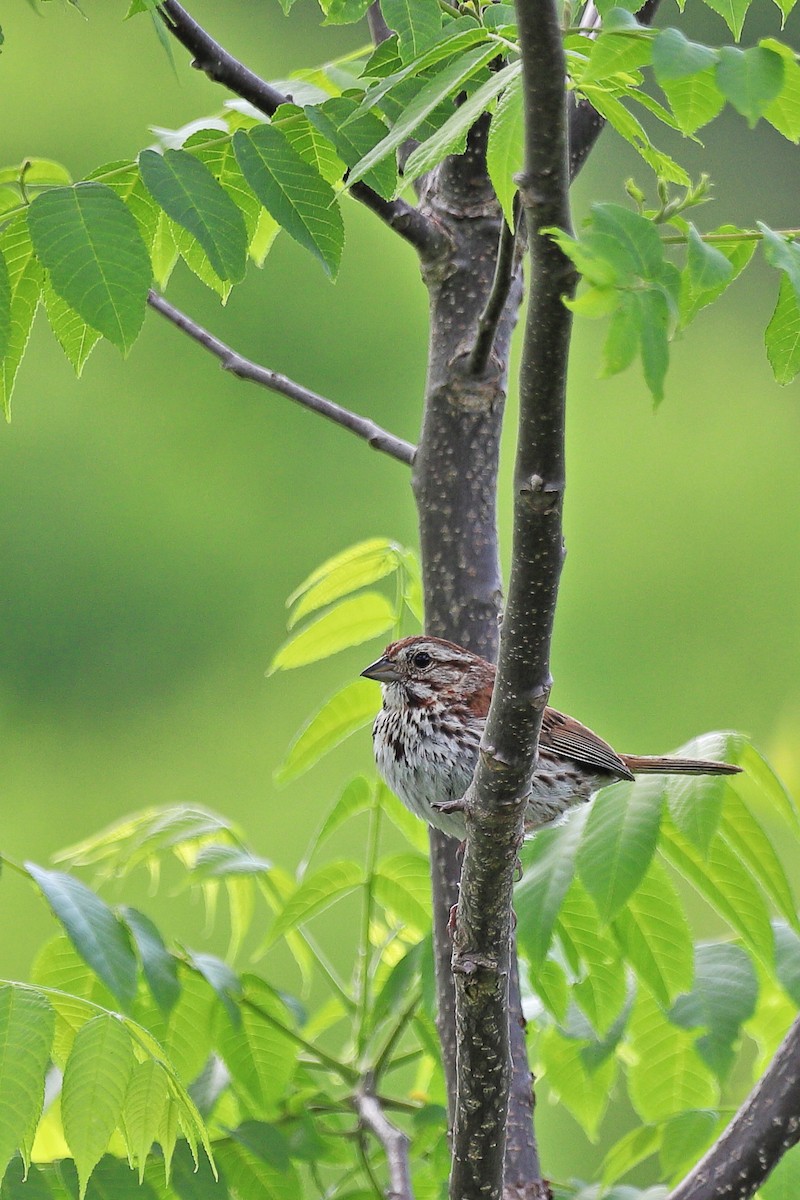 Song Sparrow - ML637316899