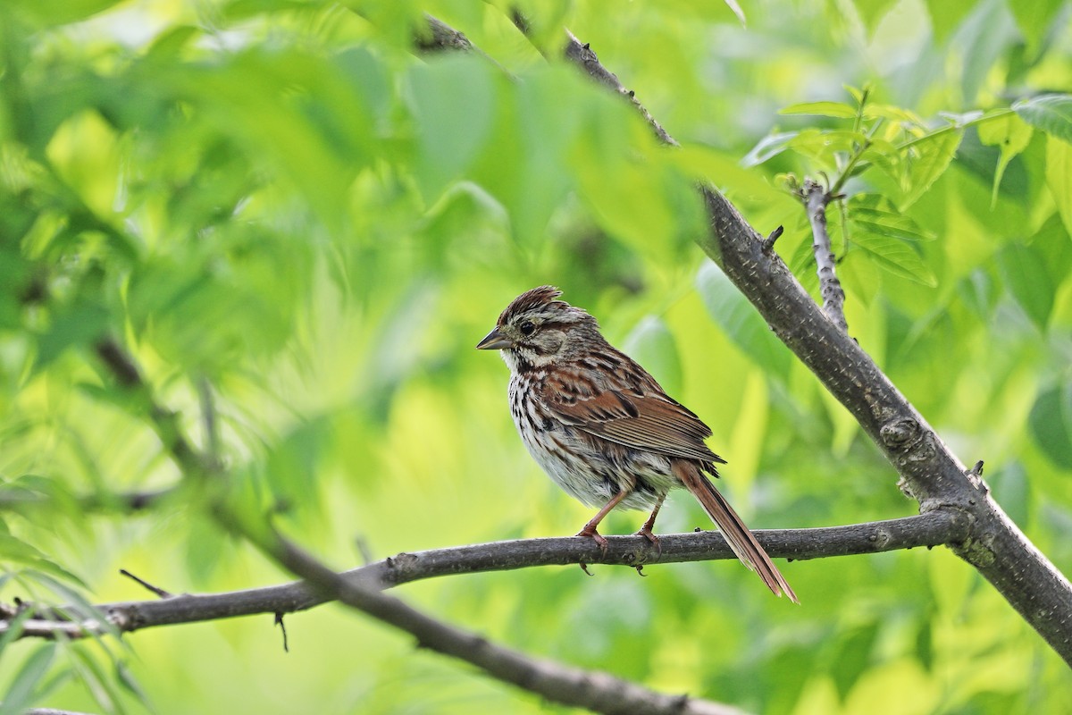 Song Sparrow - ML637316900