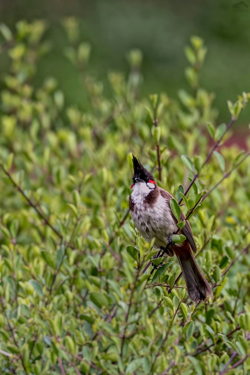 Red-whiskered Bulbul - ML63731691