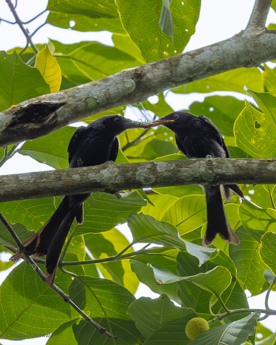 Crow-billed Drongo - ML637316919