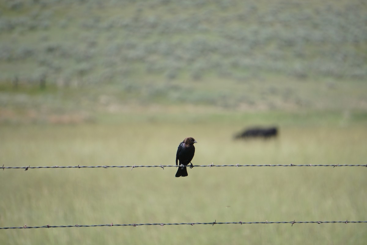 Brown-headed Cowbird - ML637316954
